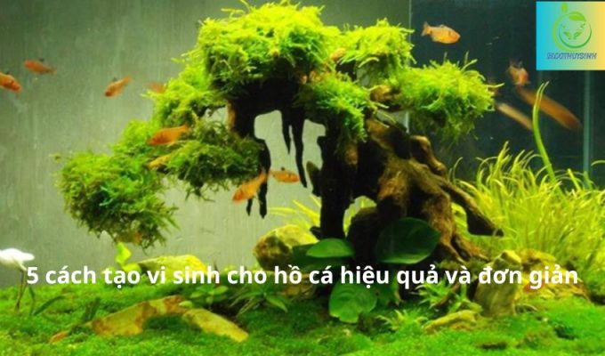 5 cách tạo vi sinh cho hồ cá hiệu quả và đơn giản