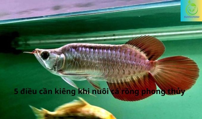 5 điều cần kiêng khi nuôi cá rồng phong thủy