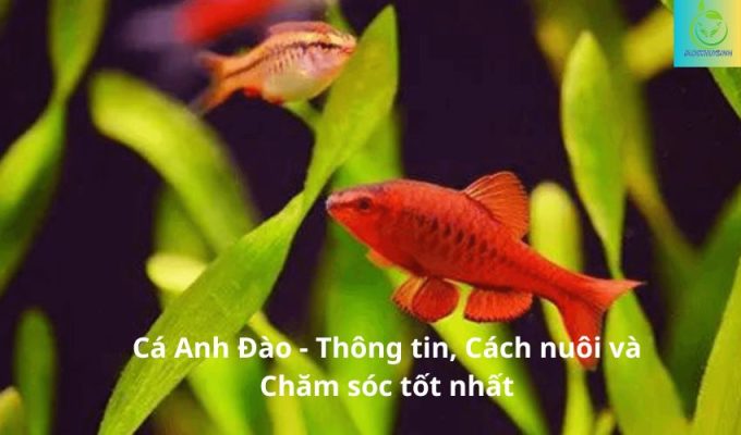 Cá Anh Đào - Thông tin, Cách nuôi và Chăm sóc tốt nhất