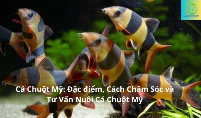 Cá Chuột Mỹ: Đặc điểm, Cách Chăm Sóc và Tư Vấn Nuôi Cá Chuột Mỹ