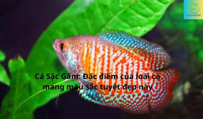 Cá Sặc Gấm: Đặc điểm của loài cá mang màu sắc tuyệt đẹp này