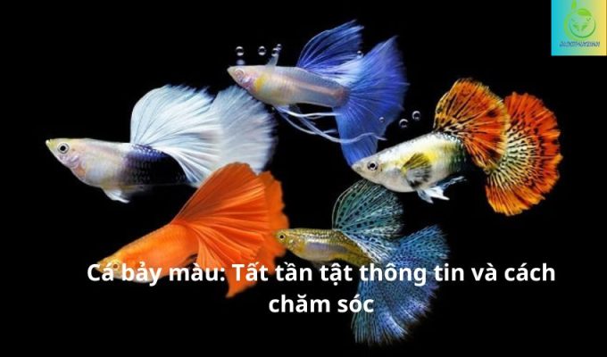 Cá bảy màu: Tất tần tật thông tin và cách chăm sóc