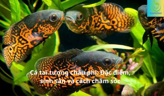 Cá tai tượng châu phi: Đặc điểm, sinh sản và cách chăm sóc