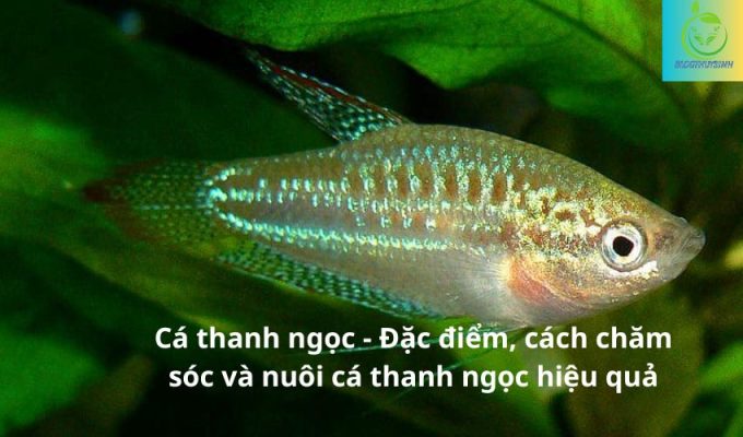 Cá thanh ngọc - Đặc điểm, cách chăm sóc và nuôi cá thanh ngọc hiệu quả