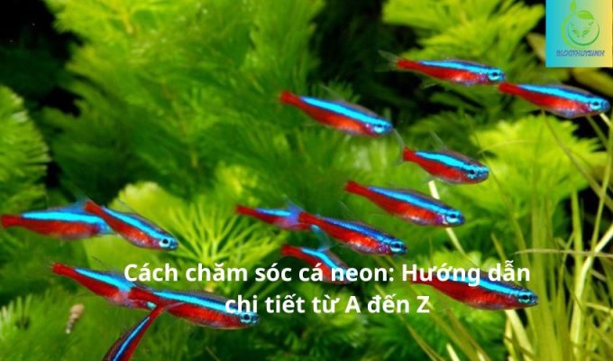 Cách chăm sóc cá neon: Hướng dẫn chi tiết từ A đến Z