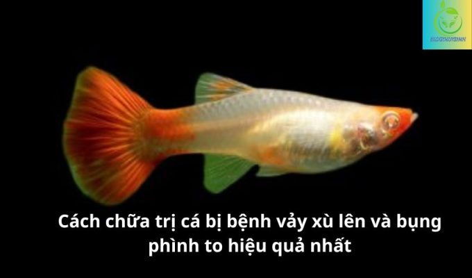 Cách chữa trị cá bị bệnh vảy xù lên và bụng phình to hiệu quả nhất