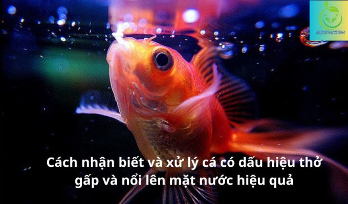 Cách nhận biết và xử lý cá có dấu hiệu thở gấp và nổi lên mặt nước hiệu quả