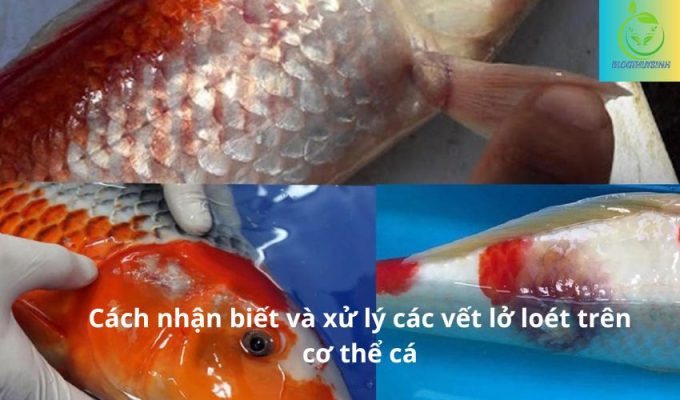 Cách nhận biết và xử lý các vết lở loét trên cơ thể cá