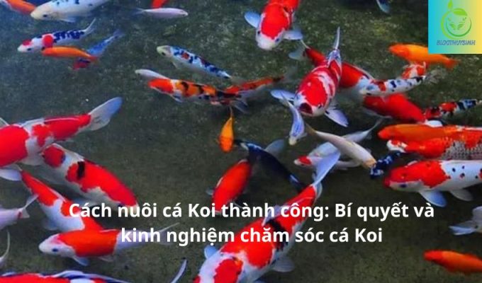 Cách nuôi cá Koi thành công: Bí quyết và kinh nghiệm chăm sóc cá Koi