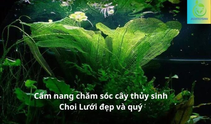 Cẩm nang chăm sóc cây thủy sinh Choi Lưới đẹp và quý - BlogThuysinh.com