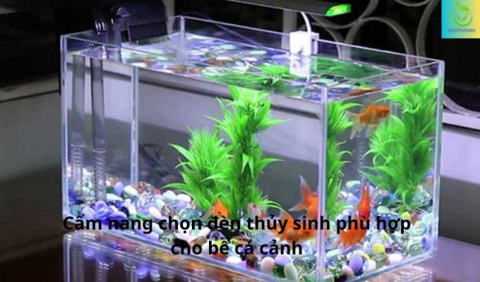 Cẩm nang chọn đèn thủy sinh phù hợp cho bể cá cảnh