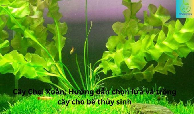 Cây Choi Xoắn: Hướng dẫn chọn lựa và trồng cây cho bể thủy sinh