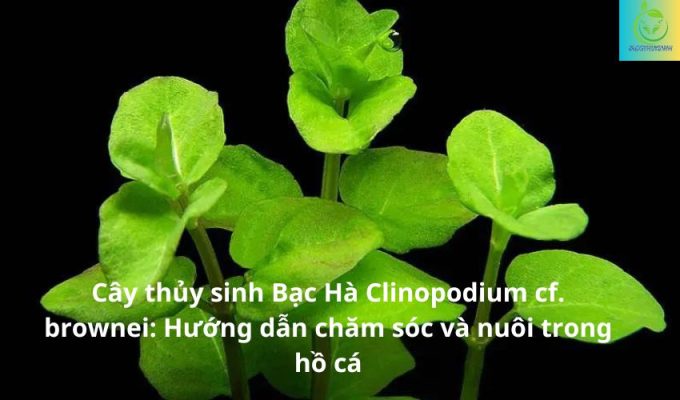 Cây thủy sinh Bạc Hà Clinopodium cf. brownei: Hướng dẫn chăm sóc và nuôi trong hồ cá