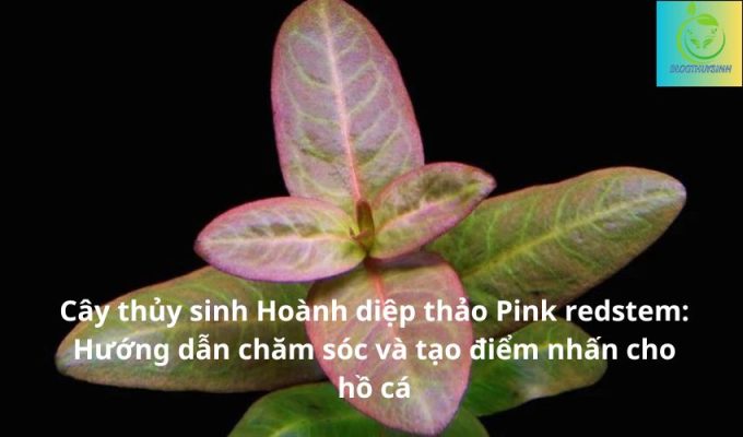 Cây thủy sinh Hoành diệp thảo Pink redstem: Hướng dẫn chăm sóc và tạo điểm nhấn cho hồ cá