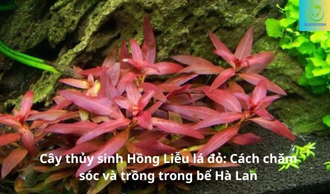 Cây thủy sinh Hồng Liễu lá đỏ: Cách chăm sóc và trồng trong bể Hà Lan