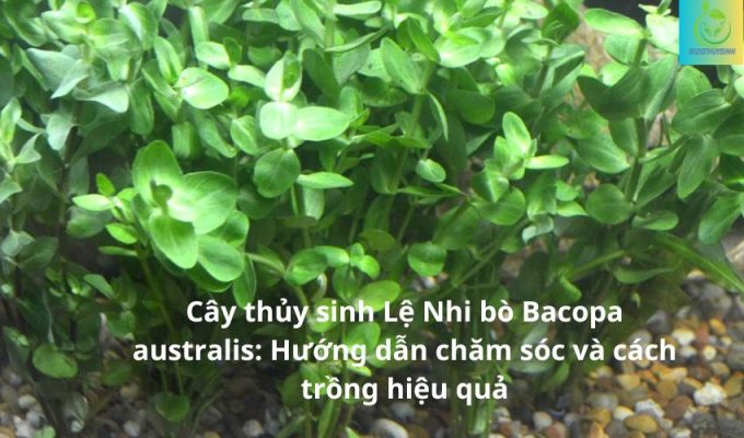 Cây thủy sinh Lệ Nhi bò Bacopa australis: Hướng dẫn chăm sóc và cách trồng hiệu quả