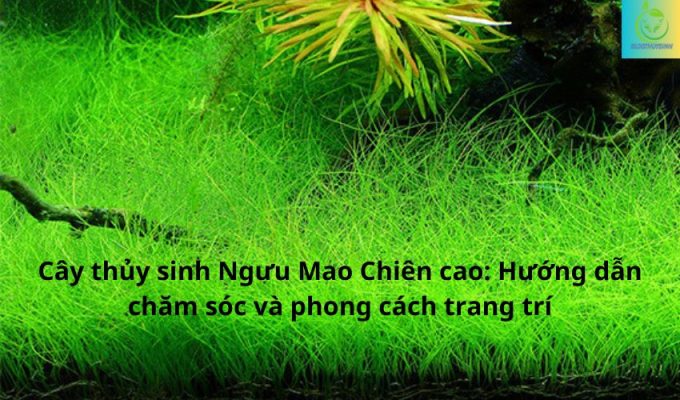 Cây thủy sinh Ngưu Mao Chiên cao: Hướng dẫn chăm sóc và phong cách trang trí