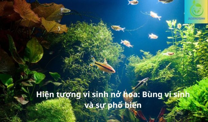 Hiện tượng vi sinh nở hoa: Bùng vi sinh và sự phổ biến