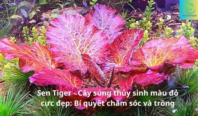 Sen Tiger - Cây súng thủy sinh màu đỏ cực đẹp: Bí quyết chăm sóc và trồng