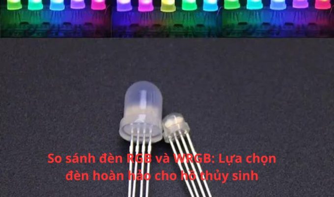 So sánh đèn RGB và WRGB: Lựa chọn đèn hoàn hảo cho hồ thủy sinh