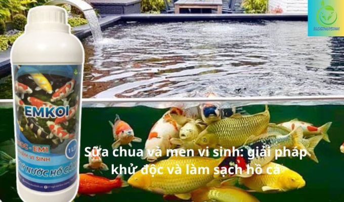 Sữa chua và men vi sinh: giải pháp khử độc và làm sạch hồ cá