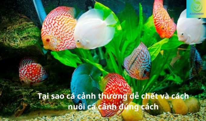 Tại sao cá cảnh thường dễ chết và cách nuôi cá cảnh đúng cách