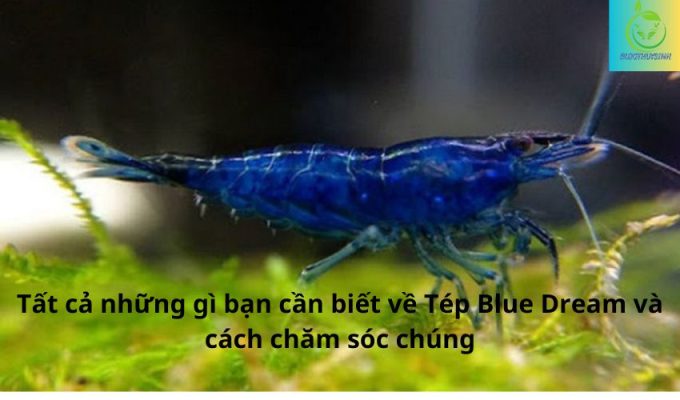 Tất cả những gì bạn cần biết về Tép Blue Dream và cách chăm sóc chúng