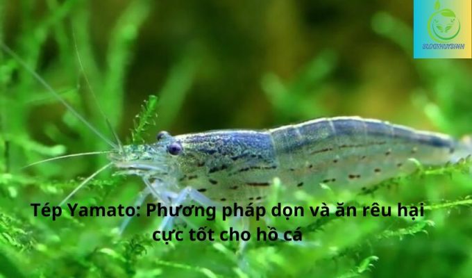 Tép Yamato: Phương pháp dọn và ăn rêu hại cực tốt cho hồ cá