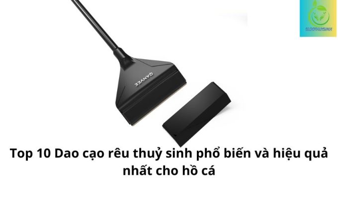 Top 10 Dao cạo rêu thuỷ sinh phổ biến và hiệu quả nhất cho hồ cá