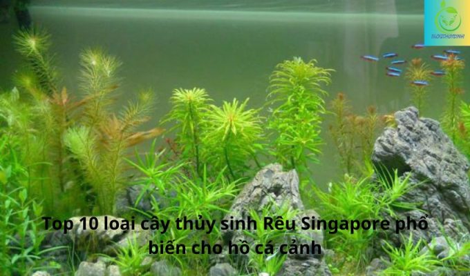 Top 10 loại cây thủy sinh Rêu Singapore phổ biến cho hồ cá cảnh