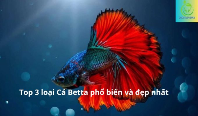 Top 3 loại Cá Betta phổ biến và đẹp nhất