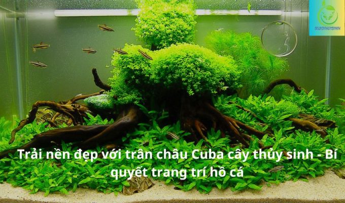 Trải nền đẹp với trân châu Cuba cây thủy sinh - Bí quyết trang trí hồ cá