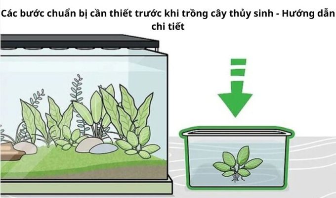 Các bước chuẩn bị cần thiết trước khi trồng cây thủy sinh - Hướng dẫn chi tiết