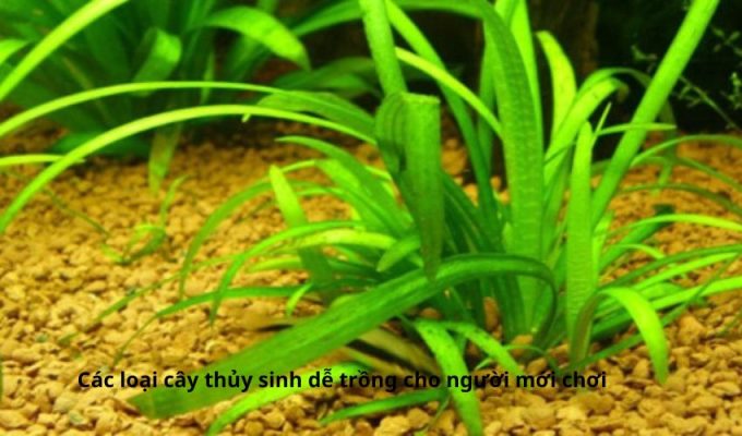 Các loại cây thủy sinh dễ trồng cho người mới chơi