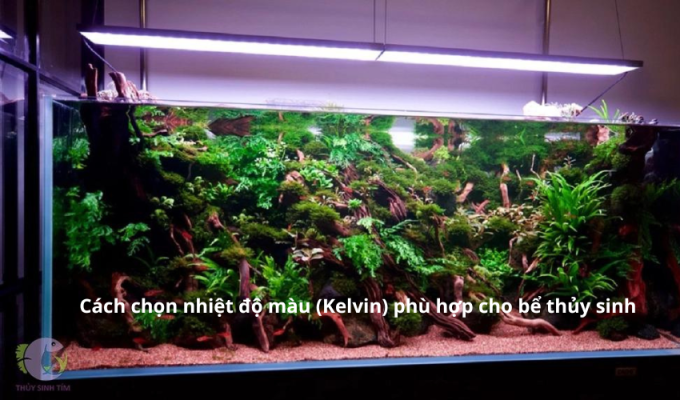 Cách chọn nhiệt độ màu (Kelvin) phù hợp cho bể thủy sinh