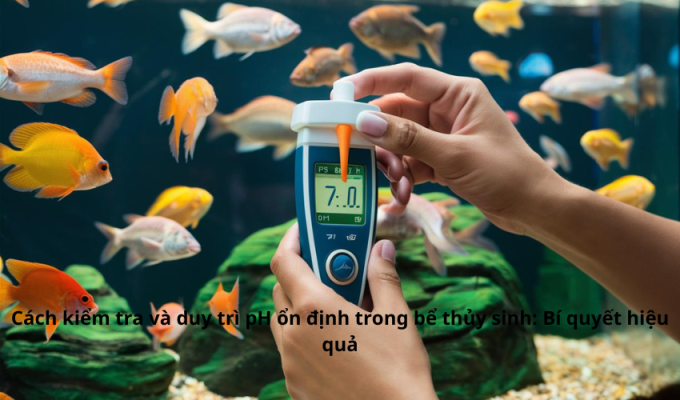 Cách kiểm tra và duy trì pH ổn định trong bể thủy sinh: Bí quyết hiệu quả