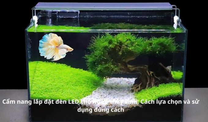 Cẩm nang lắp đặt đèn LED cho hồ cá thủy sinh: Cách lựa chọn và sử dụng đúng cách