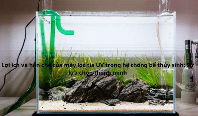 Lợi ích và hạn chế của máy lọc tia UV trong hệ thống bể thủy sinh: Sự lựa chọn thông minh