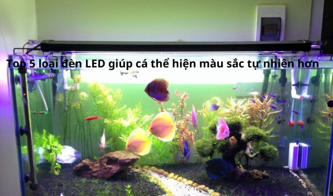 Top 5 loại đèn LED giúp cá thể hiện màu sắc tự nhiên hơn