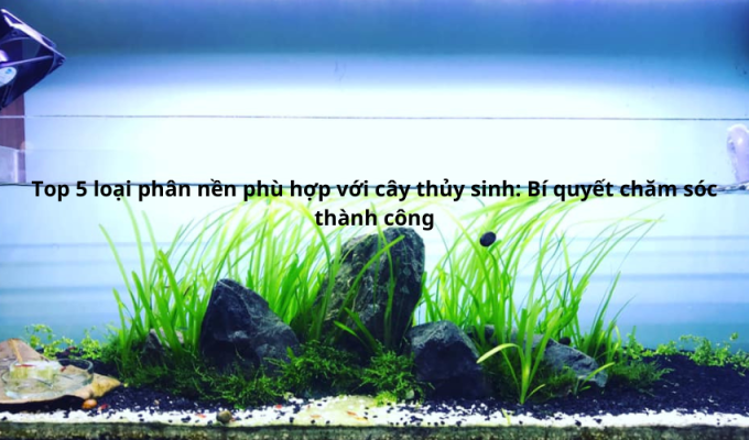 Top 5 loại phân nền phù hợp với cây thủy sinh: Bí quyết chăm sóc thành công